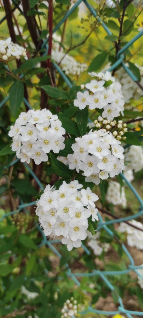 Puedes florecer María Pernalete