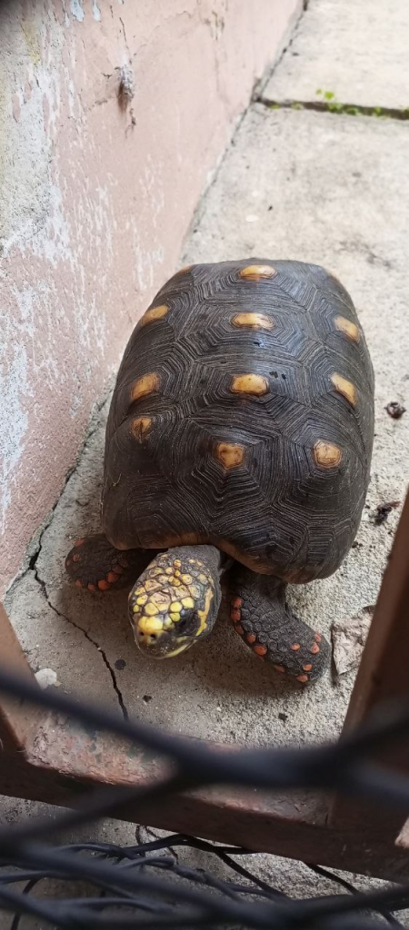 Morrocoy Carlos Calderón Bravo