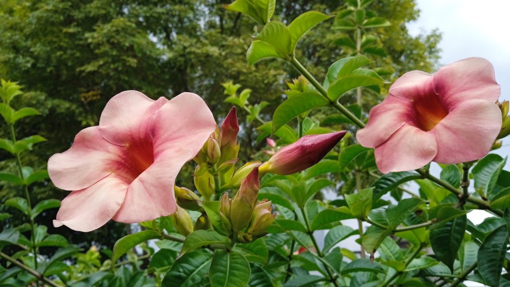 Te quiero Johana Rodriguez Sanchez 1