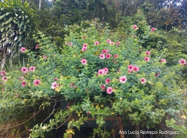Árboles Ana Lucía Restrepo Rodríguez 2
