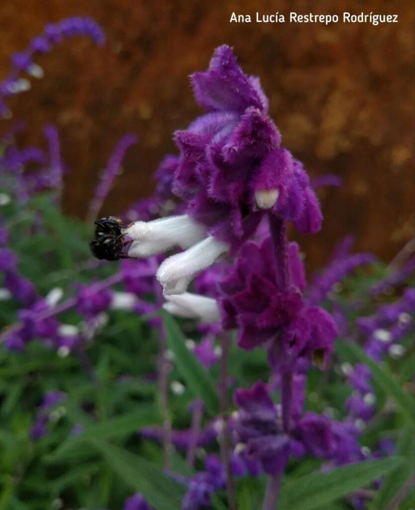 Enséname Ana Lucía Restrepo 1