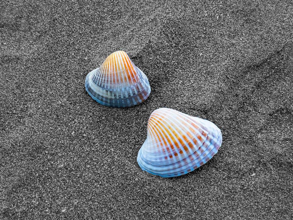 Dos Caracolas Jesús Ignacio Carrero 2