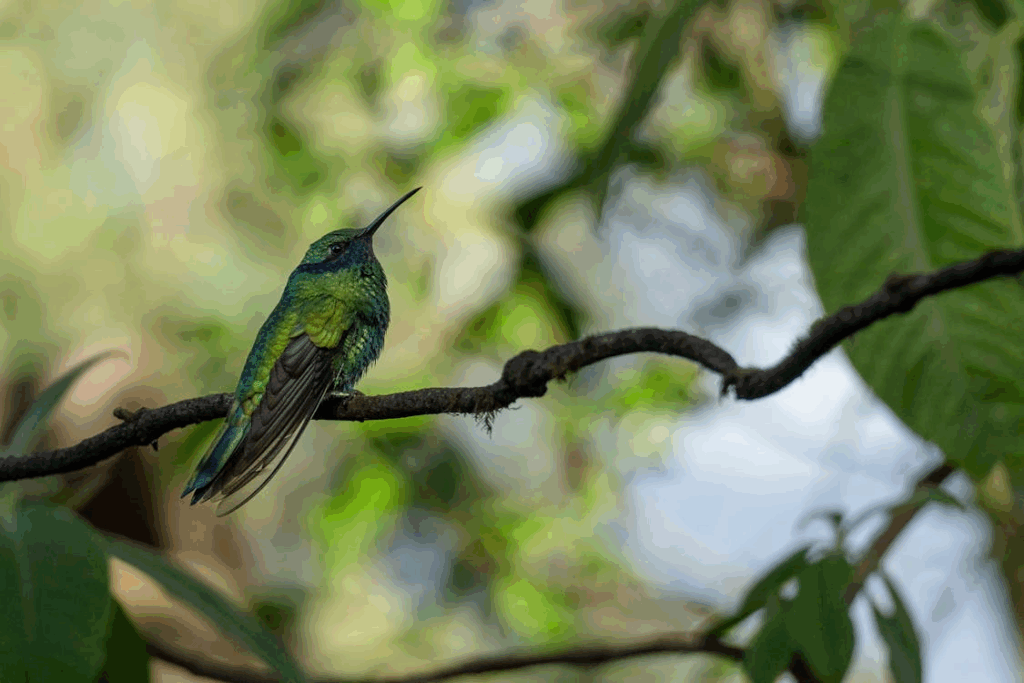 Pájaros Dante Verne 1
